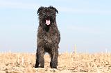 BOUVIER DES ARDENNES 126